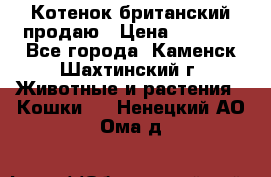 Котенок британский продаю › Цена ­ 3 000 - Все города, Каменск-Шахтинский г. Животные и растения » Кошки   . Ненецкий АО,Ома д.